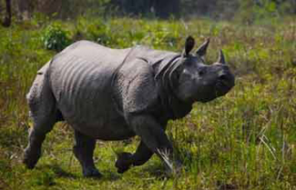 Kaziranga National Park