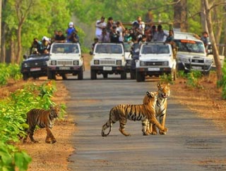 Rajasthan Wildlife and Goa Tour